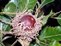 Nut of Sawtooth Oak2