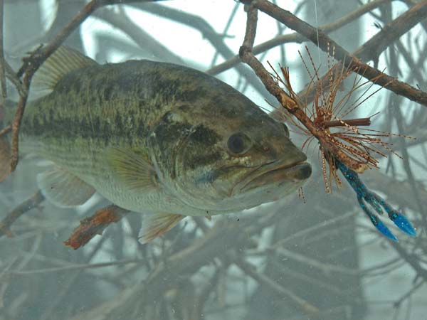 How to Catch Bass in February 